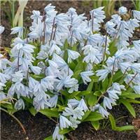Scilla mischtschenkoana - Squill Bulbs - Pack of 10