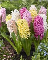 Designer Collection: Sweet Candy Pastel Mixed Hyacinths - Pack of 8 Bulbs