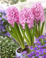 Fondant Pink Hyacinths - Pack of FIVE Bulbs