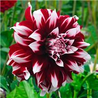 Dahlia X Factor
