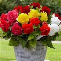 Double Begonia Mixed - Pack of TEN