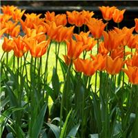 Tulip Ballerina - Pack of 6