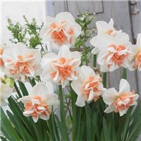 Narcissus - Daffodil Delnashough Double Ruffled Daffodils - Pack of 8 Bulbs