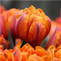 Tulipa Orange Princess - Orange flushed Purple Tulips - Pack of 6 bulbs