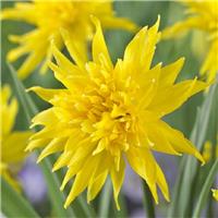 Narcissus Rip van Winkle - Dwarf Double Daffodil - Pack of 10 Bulbs