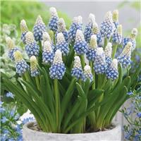 Muscari Mountain Lady - Pack of 10 Bulbs