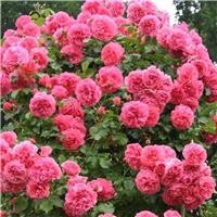 LARGE Standard Rose Tree - Rosarium Uetersen - Weeping Rose Tree