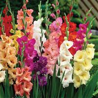 Gladiolus Giant Flowered Mixture - Pack of 25 Gladioli Corms