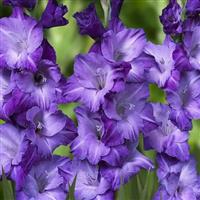 Gladiolus Blue - Pack of 25 Gladioli Corms