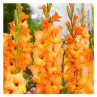 Gladiolus Apricot - Pack of 25 Gladioli Corms