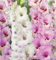 Gladiolus Sweet Cocktail - Pack of 25 Gladioli Corms