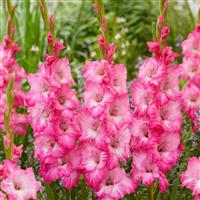 Gladioli Pink - Pack of 25 Gladioli Corms