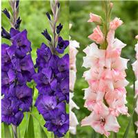 Gladiolus Fine Finesse - Pack of 25 Gladioli Corms