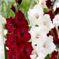 Gladiolus Sweet Night - Pack of 25 Gladioli Corms