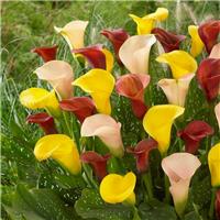 Zantedeschia - Calla Lily - Mixed