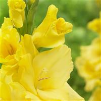 Gladiolus Yellow - Pack of 25 Gladioli Corms