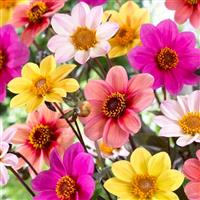 Dahlia Happy Single Selection - Pack of Three