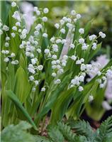 Convallaria - Lily of the Valley - Pack of TEN
