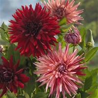 Dahlia Cactus - Red/Red-White Mix - Pack of 3