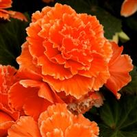 Begonia Picotee Lace - Pack of Three