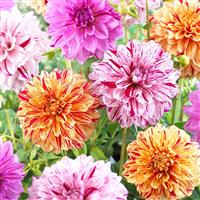 Dahlia Speckled Mix - Pack of THREE