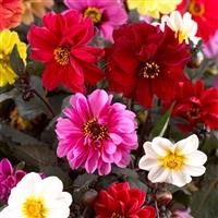 Dahlia Red Skin Mix - Pack of 3