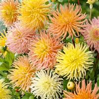 Dahlia Cactus - Star Surprise - Pack of THREE Plants