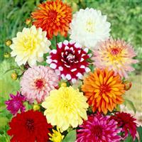 Dahlia Decorative Mix Collection - Pack of Three Plants