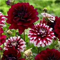 Dahlia Decorative Red / Red-White - Pack of THREE