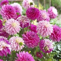 Dahlia Decorative Pink / Pink -White - Pack of THREE