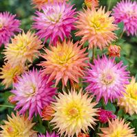 SPECIAL DEAL - Dahlia Cactus Pastel - Pack of THREE