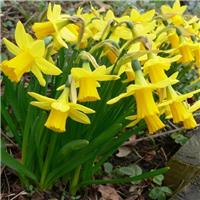 Tete a Tete Dwarf Daffodils - Pack of 8 Bulbs