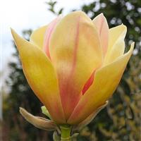 Magnolia Sunsation - New, Rare Tulip Tree with Golden Blushed Flowers - 60-110cm Plant