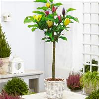 Large circa 4-5ft Magnolia Multi-Colour - Double Colour Tulip Tree