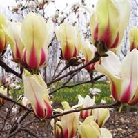 Large 4-5ft Magnolia Sunrise - Compact Chinese Magnolia - Unique flower colour
