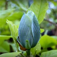 Large - Magnolia acuminata BLUE BABY - circa 140 -160cm Tulip Tree