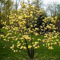 Large 4ft Magnolia Yellow Bird - Tulip Tree