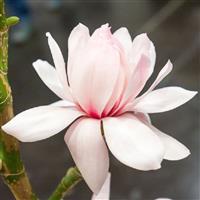 Magnolia Pink Beauty circa 120-150cm