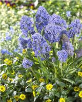 Muscari Fantasy Creation - Pack of 10