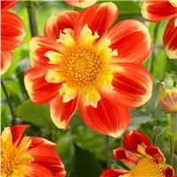 Dahlia Pooh Collerette