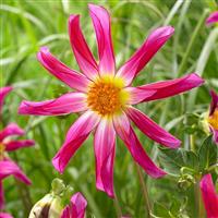 Dahlia Honka Pink