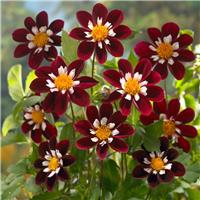 Dahlia Mary Evelyn
