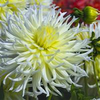 Dahlia White Star