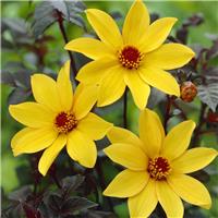 Dahlia Bishop of York