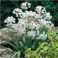 Allium neapolitanum - Pack of 50 Bulbs