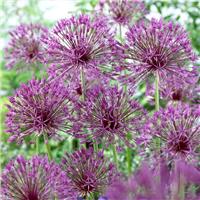Allium Purple Rain - Pack of 3