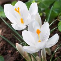 Crocus vernus 'Jeanne d'Arc' - Pack of TEN Bulbs