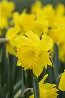 Narcissus Dutch Master - Large Golden Trumpet Daffodils - Pack of 15 Bulbs