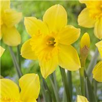Narcissus Carlton - Large Golden Yellow Daffodils - Pack of 15 Bulbs