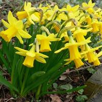 Tete a Tete Dwarf Daffodils - Pack of 25 Bulbs